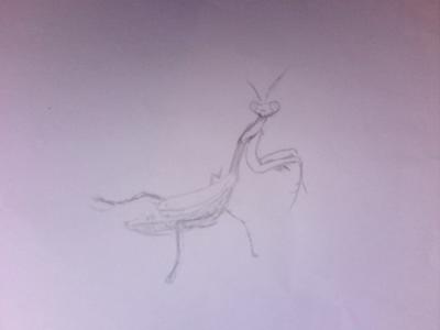 Praying mantis